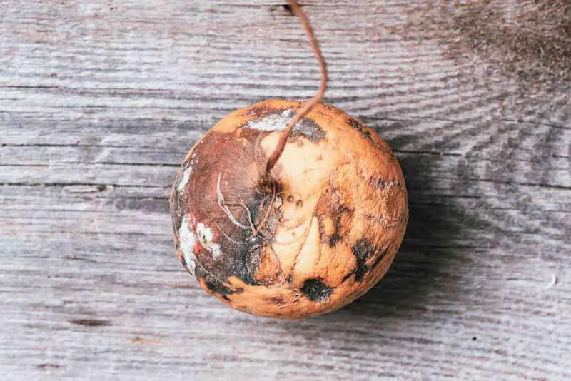 Una imagen horizontal de primer plano de un nabo cosechado que sufre de podredumbre blanda bacteriana sobre una superficie de madera.