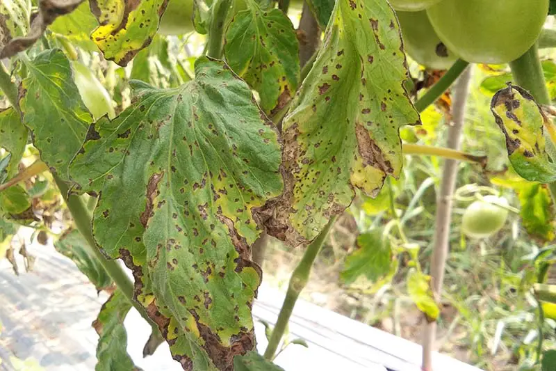 Una imagen horizontal de primer plano de una planta de tomate que sufre de manchas bacterianas en las hojas, lo que hace que el follaje se vuelva marrón o amarillo y se marchite.