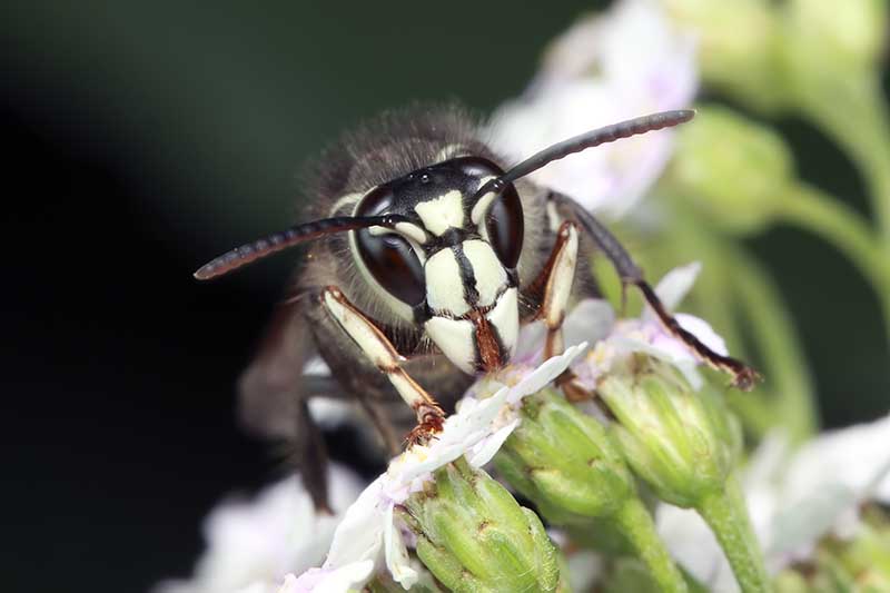 Una imagen horizontal de primer plano de un avispón calvo de aspecto aterrador sentado en una flor representada en un fondo de enfoque suave.