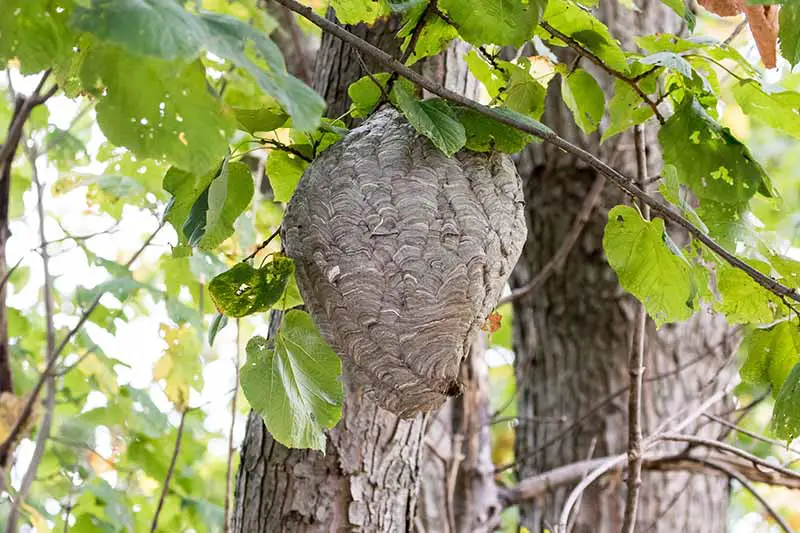 Una imagen horizontal de cerca de un nido de avispas colgando de un árbol.