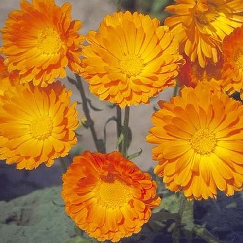 Una imagen cuadrada de primer plano de flores de caléndula naranja que crecen en el jardín.