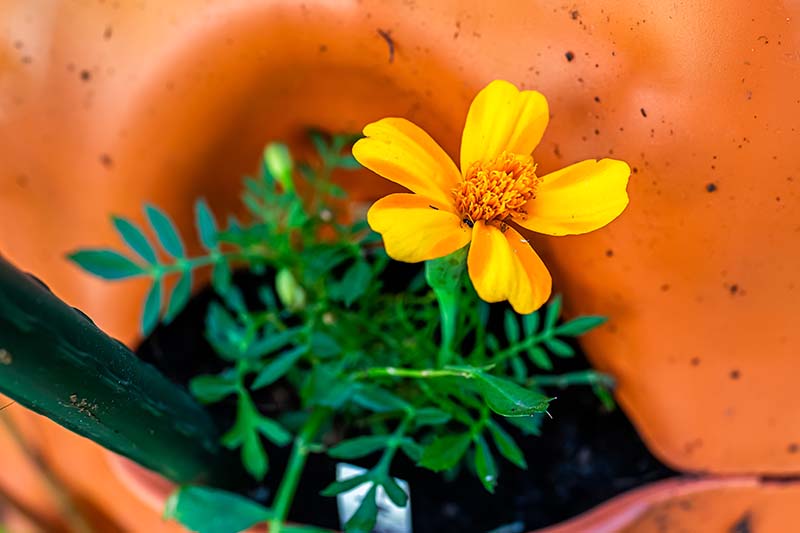 Una imagen horizontal de primer plano de una pequeña flor amarilla 'Bambino' que crece en un contenedor naranja.