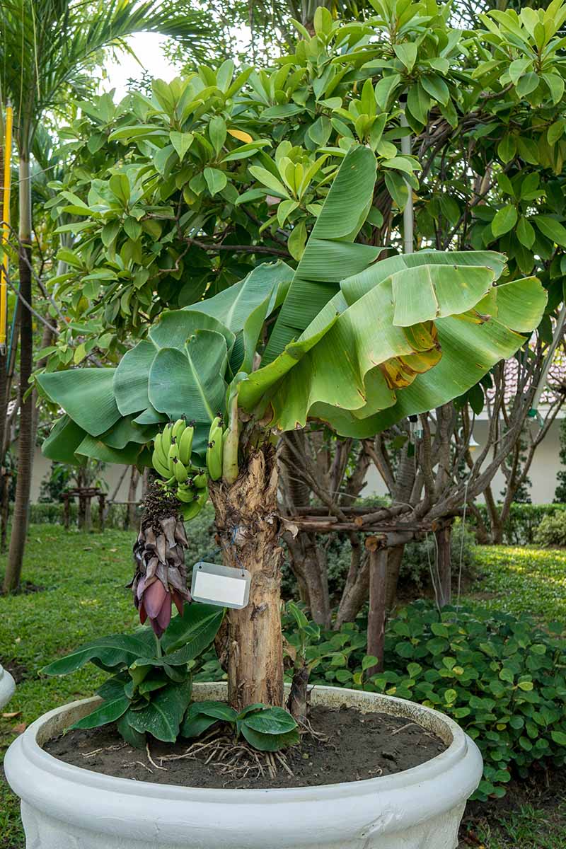 Un primer plano de un pequeño plátano que crece en una gran maceta de cerámica en el jardín.  Algunos frutos verdes son visibles entre las hojas, contrastando con el tallo de color marrón claro.  En el fondo hay una escena de jardín con árboles tropicales y un edificio blanco.