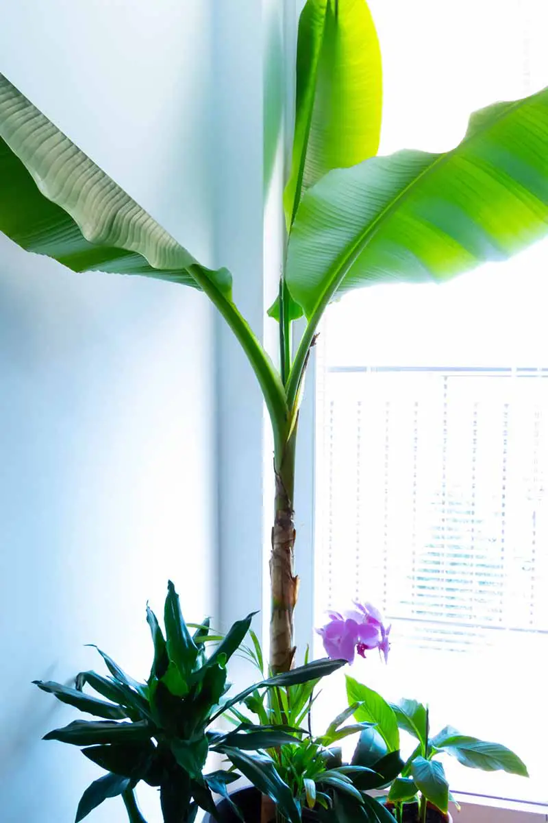 Un primer plano de un pequeño árbol de plátano que crece en una maceta en el interior de un alféizar.  Rodeándolo hay una flor de orquídea morada.  El fondo es luz solar brillante filtrada.