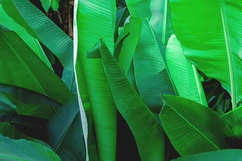 Un primer plano de las hojas de la planta de plátano verde vivo a la luz del sol.