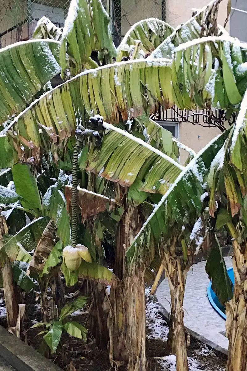 Una imagen vertical de plátanos que crecen en un jardín elevado con escarcha en las hojas.  En lugar de un verde brillante, las hojas son marrones y dañadas, y cuelgan sin fuerzas del tallo.