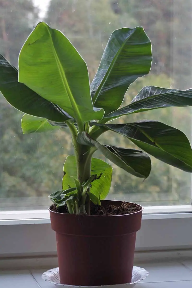 Un primer plano de una pequeña planta de banano joven en una maceta de terracota en el alféizar de una ventana, en un pequeño platillo blanco.  Las hojas verdes y saludables son anchas y erguidas.  En el fondo hay una escena de jardín en foco suave fuera de la ventana.