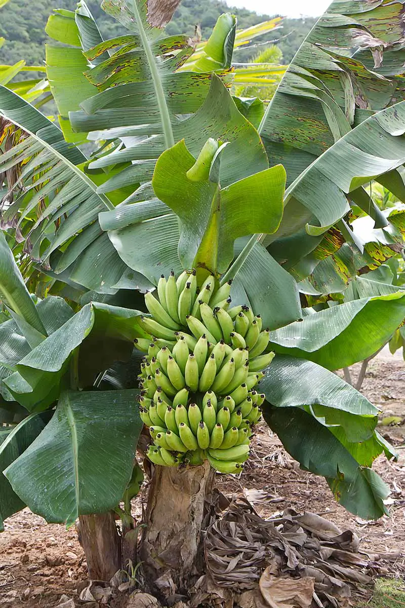 Una imagen vertical que muestra una planta de banano con un gran racimo de fruta verde que contrasta con el tallo marrón claro, rodeado de hojas verdes.  En el suelo hay algunas hojas marrones muertas alrededor de la base del árbol.