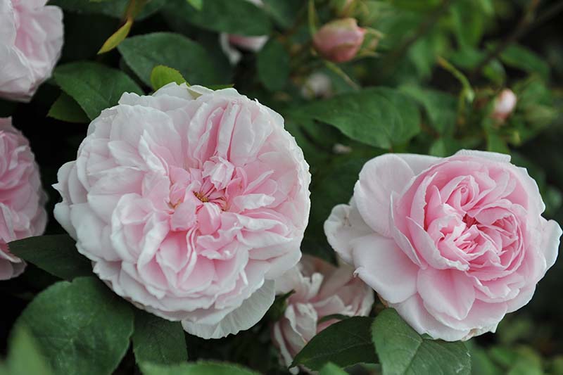 Una imagen horizontal de primer plano de flores rosa claro 'Barbara Austin' con follaje en un enfoque suave en el fondo.