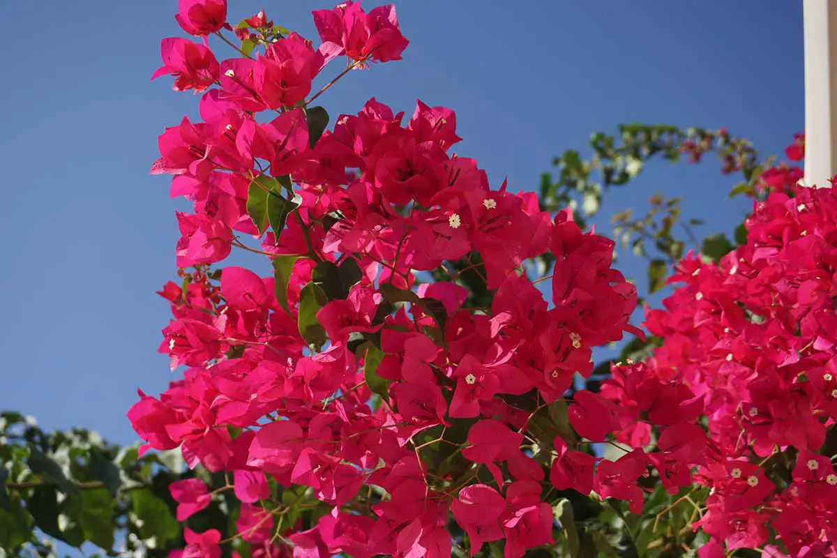 Una imagen horizontal de primer plano de las flores de buganvillas 'Barbara Karst' representadas en un fondo de cielo azul.