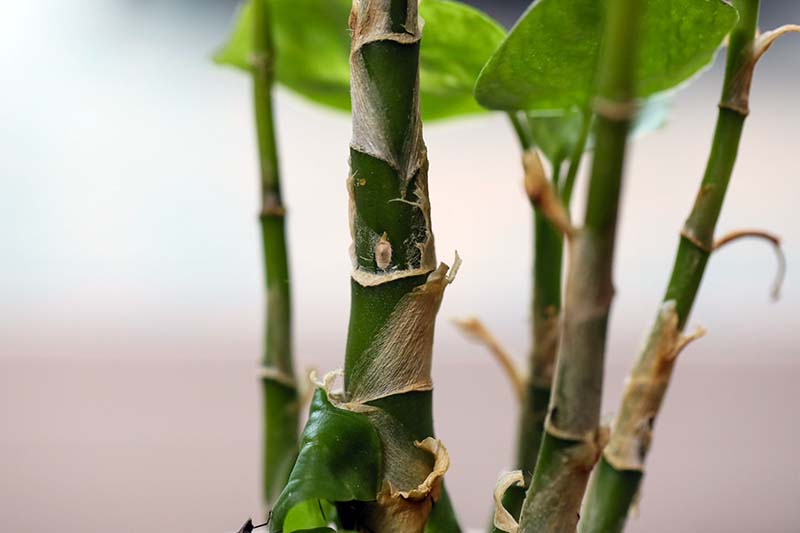 Una imagen horizontal de primer plano del tallo de una planta de caña tonta (Dieffenbachia) representada en un fondo de enfoque suave.