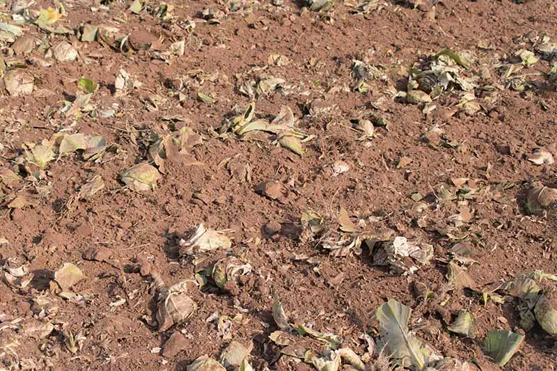 Un primer plano de suelo seco con materia vegetal excavada para actuar como abono verde.