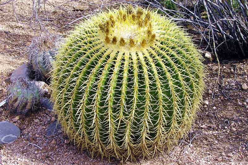 Un primer plano de un cactus de barril con grandes espinas en un jardín seco.