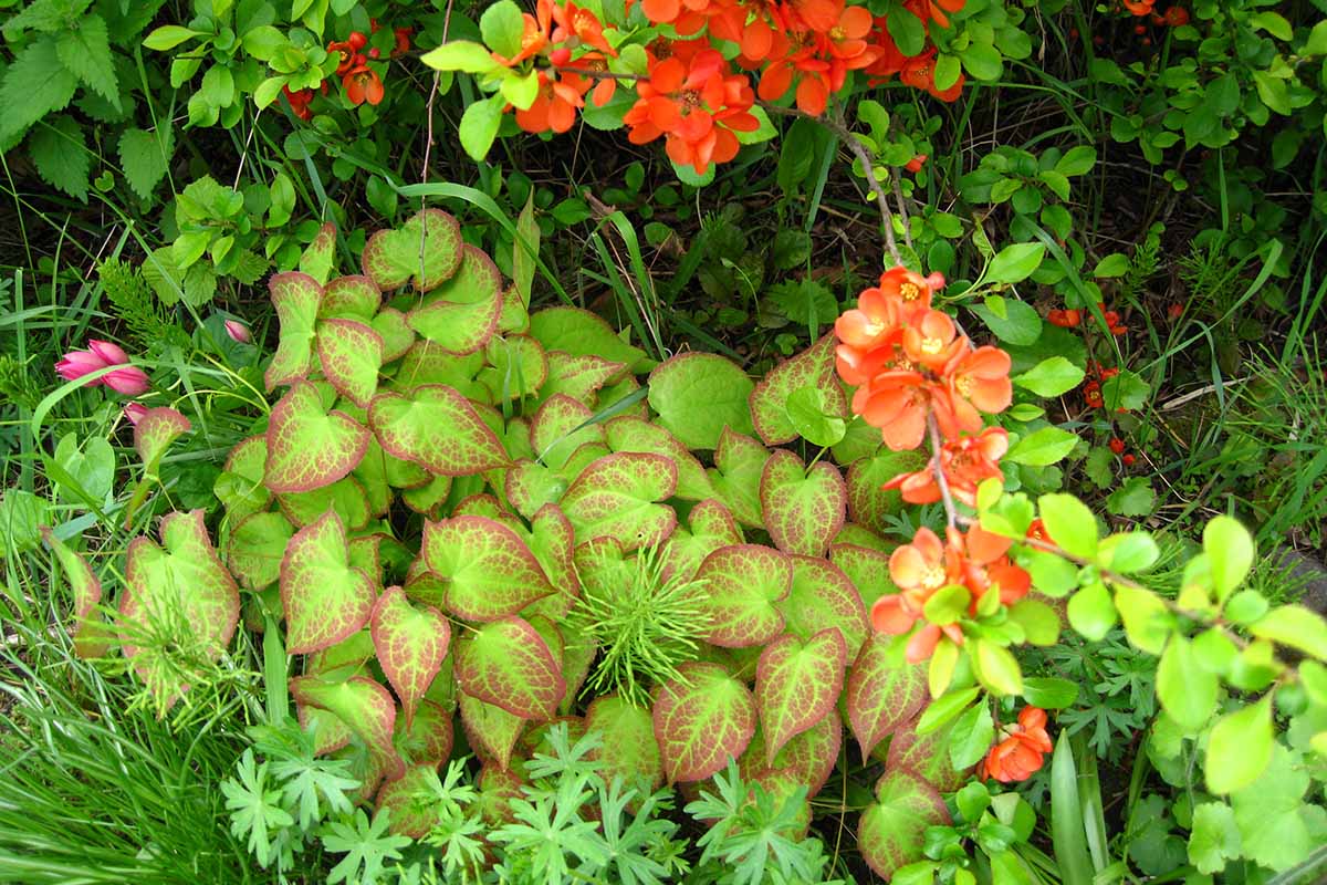 Una imagen horizontal de primer plano del follaje abigarrado de barrenwort rojo que crece al borde de un seto.