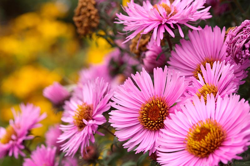 Un primer plano de los asteres 'Barr's Pink' que crecen en el jardín con centros de color amarillo brillante, sobre un fondo de enfoque suave.