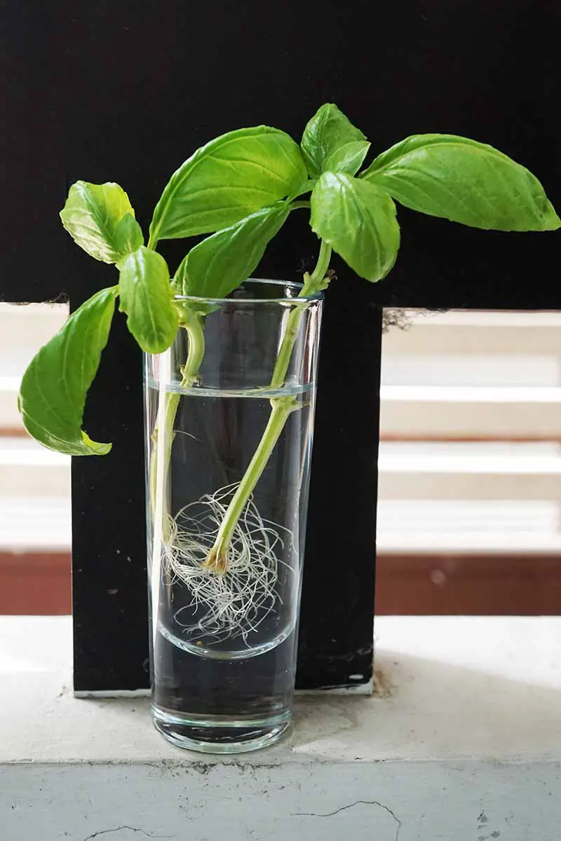 Una imagen vertical de dos esquejes de albahaca en un vaso de agua con nuevas raíces comenzando a formarse sobre un fondo oscuro.