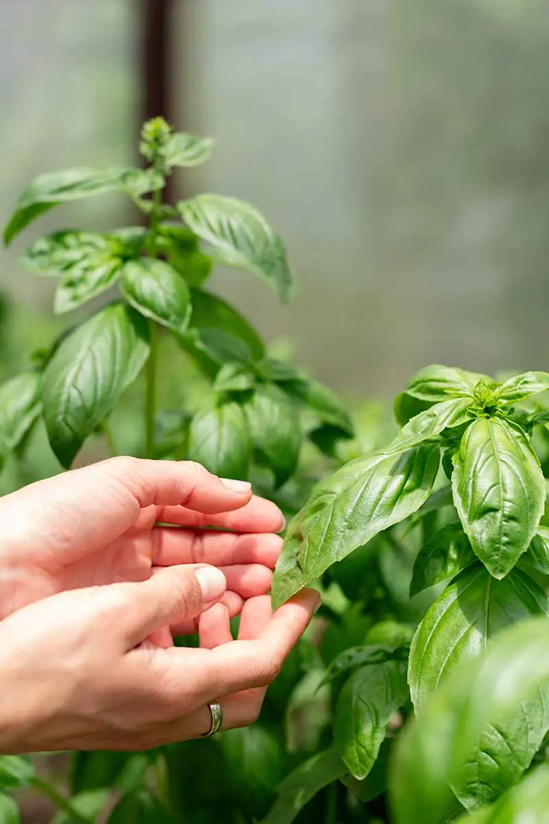 Una imagen vertical de cerca de dos manos desde la izquierda del marco recogiendo hojas de albahaca de una planta en maceta que crece en un invernadero.