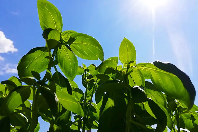 Una imagen horizontal de cerca de la albahaca que crece en el jardín bajo el sol sobre un fondo de cielo azul.
