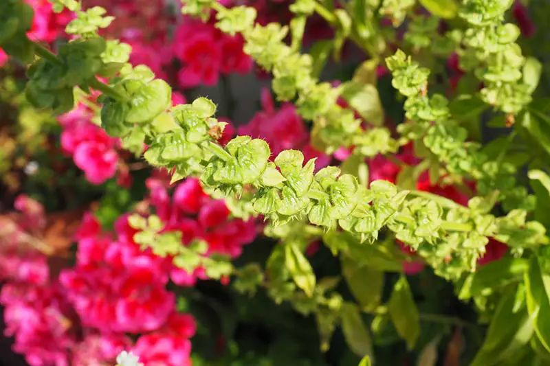 Una imagen horizontal de primer plano de una planta de albahaca que se ha atornillado y está comenzando a establecer vainas de semillas, fotografiada bajo un sol brillante con flores rosas en un enfoque suave en el fondo.