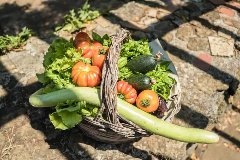 Una imagen horizontal de primer plano de una cesta de mimbre con una variedad de verduras de jardín recién cosechadas colocadas sobre una superficie de piedra representada con un sol brillante filtrado.