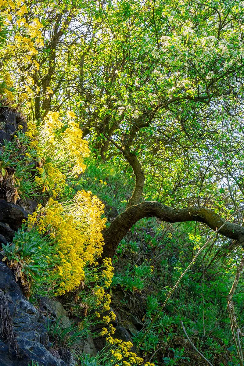 Una imagen vertical de una escena boscosa con árboles y Aurinia saxatilis (canasta de oro) creciendo en las rocas.
