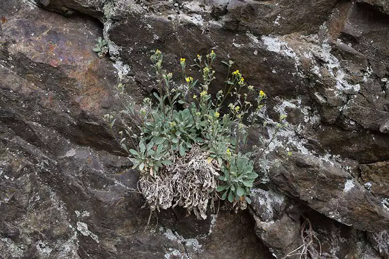 Una imagen horizontal de una canasta de oro (Aurinia saxatilis) que crece silvestre en un afloramiento rocoso.