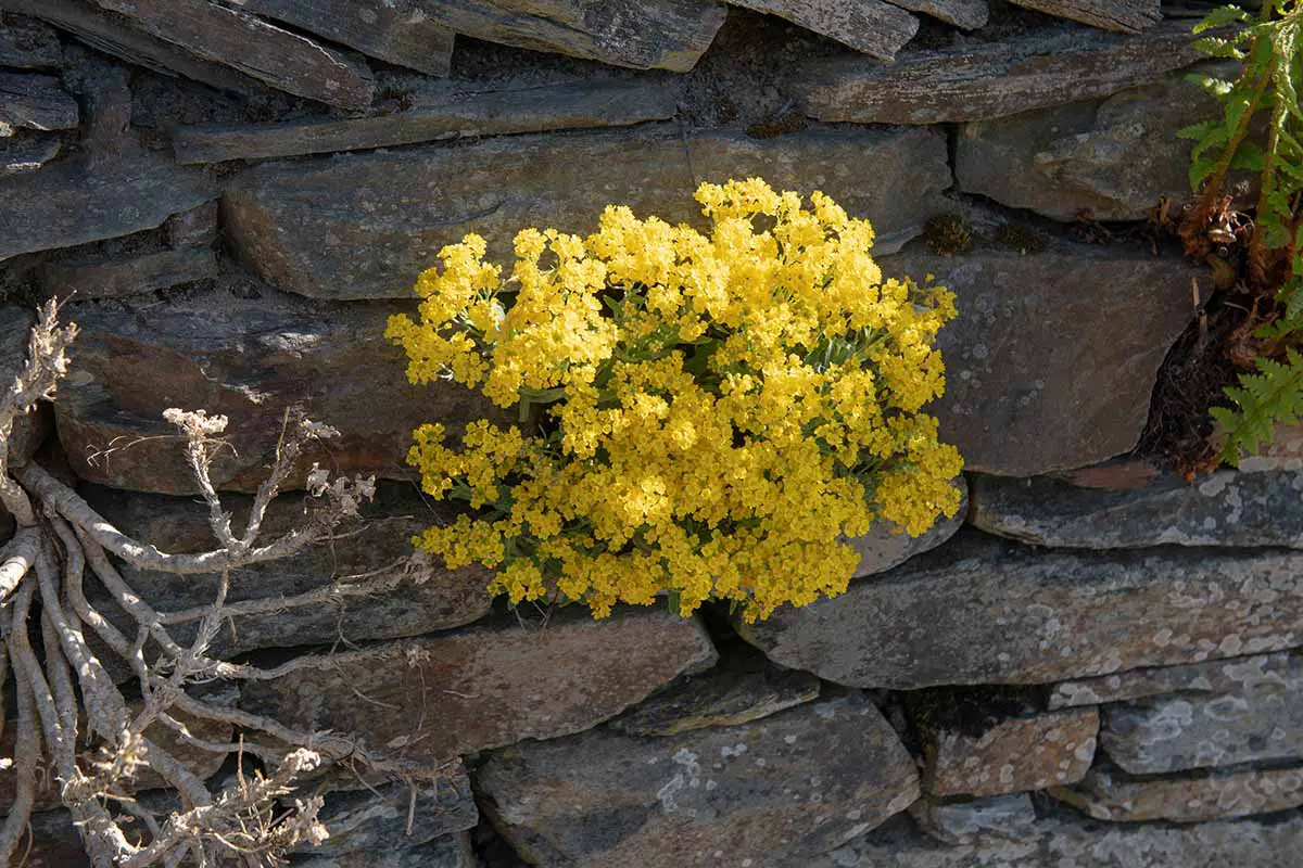 Una imagen horizontal de cerca de Aurinia saxatilis (canasta de oro) creciendo en las grietas de un muro de piedra seca.