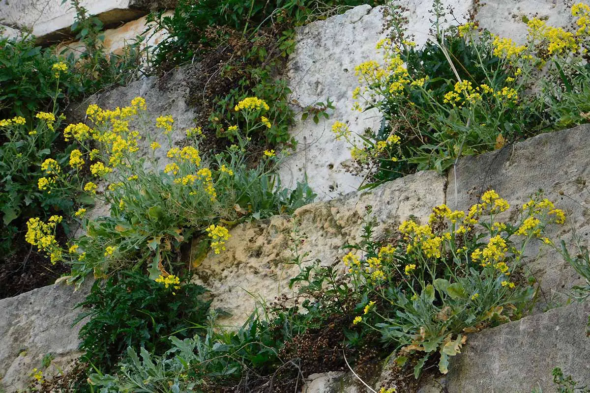Una imagen horizontal de una cesta de plantas de oro (Aurinia saxatilis) que crecen en las grietas de un muro de piedra.