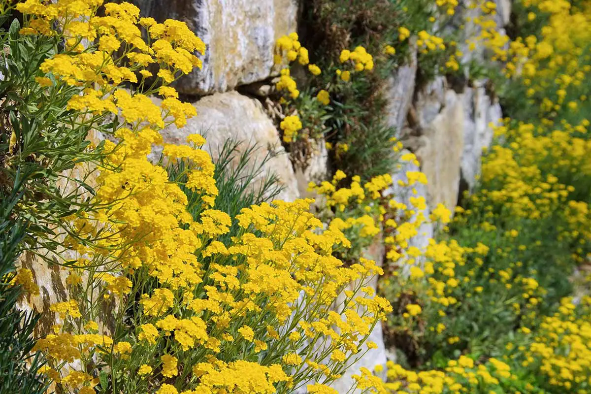 Una imagen horizontal de primer plano de una cesta amarilla brillante de flores de oro (Aurinia saxatilis) que crecen en una pared de piedra rocosa.
