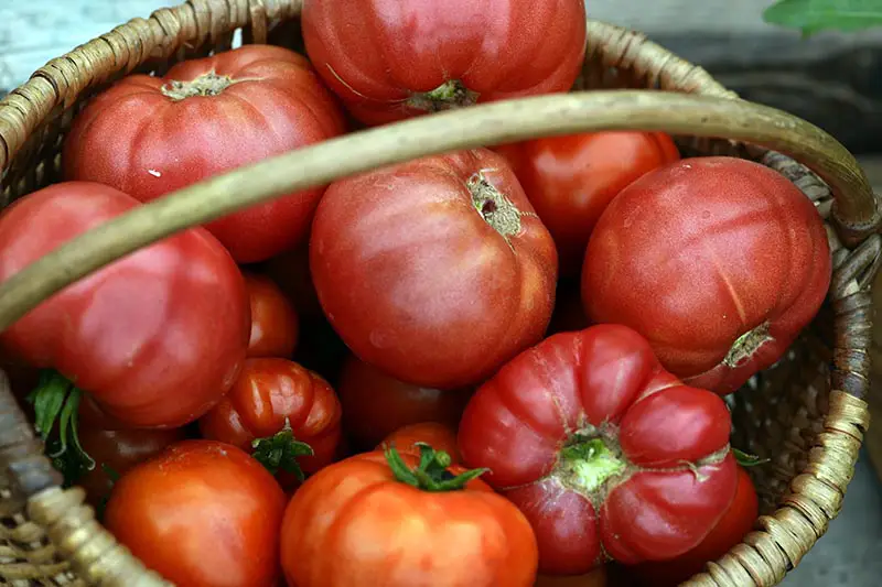 Un primer plano de una cesta llena de tomates reliquia de color rojo brillante, sobre un fondo de enfoque suave.
