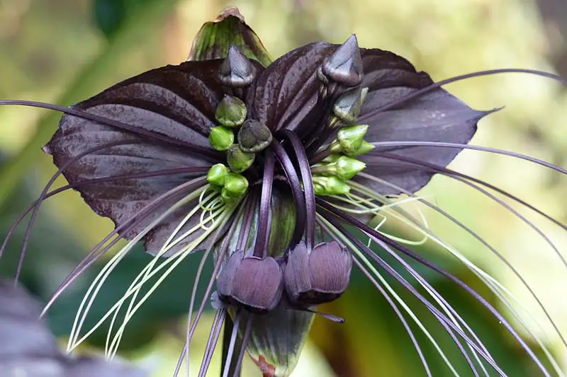 Una imagen horizontal de primer plano de una flor de murciélago que crece en el jardín representada en un fondo de enfoque suave.