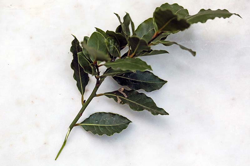 Una imagen horizontal de cerca de una rama de un laurel con las hojas intactas sobre una superficie blanca.