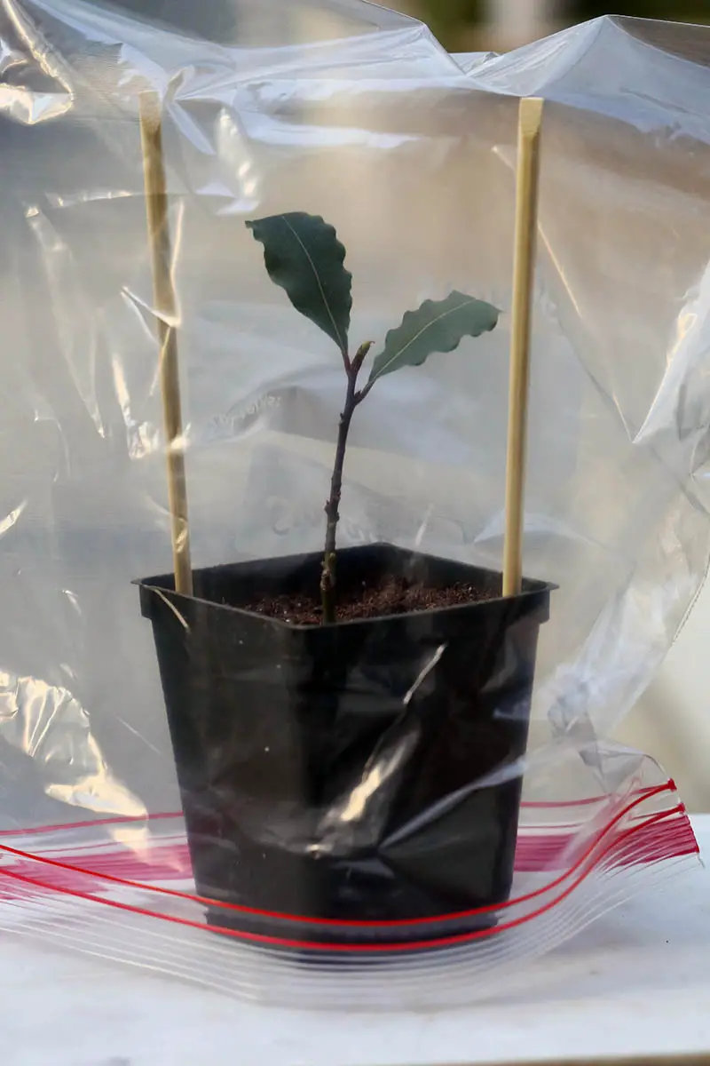 Una imagen vertical de primer plano de un árbol de laurel de bahía en maceta con una bolsa de plástico para proporcionar humedad.