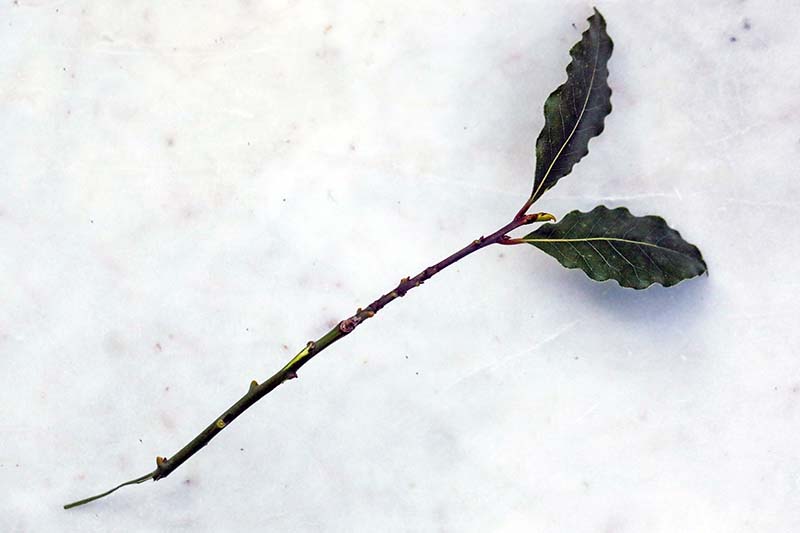 Una imagen horizontal de primer plano de una sección de tallo con hojas eliminadas sobre una superficie blanca.