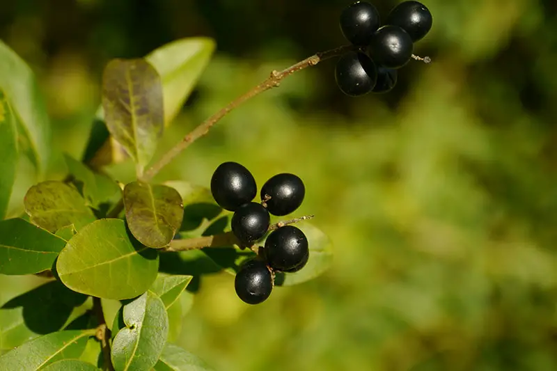 Un primer plano de la fruta oscura, casi negra, en un árbol de laurel de laurel que crece en el jardín, fotografiado en un fondo de enfoque suave.