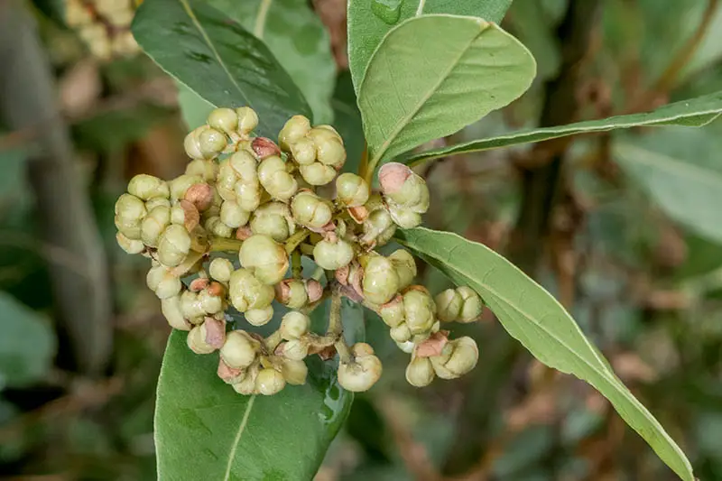 Un primer plano del fruto de un laurel de laurel que se desarrolla en el árbol, rodeado de hojas, representado en un fondo de enfoque suave.