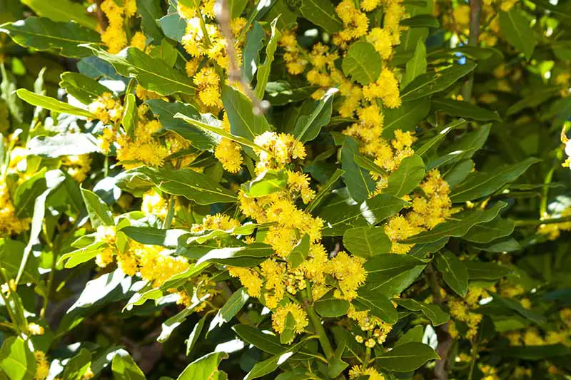 Un primer plano de un árbol de laurel con flores amarillas brillantes representadas bajo el sol brillante que crece en el jardín.