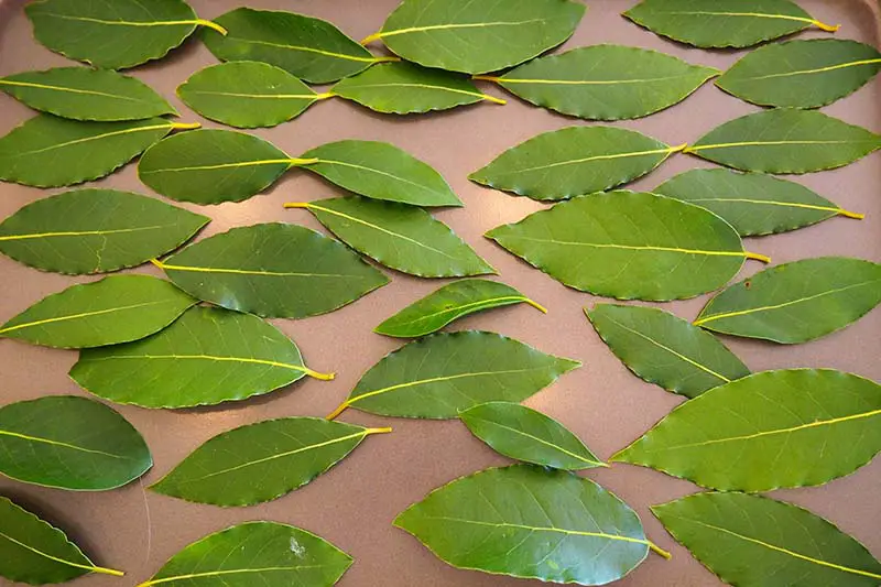 Una imagen horizontal de primer plano de hojas de laurel esparcidas en una bandeja antes de colocarlas en el congelador.