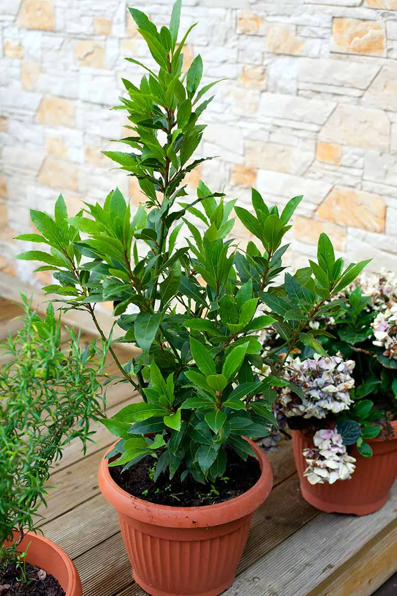 Imagen vertical de una pequeña planta de Laurus nobilis que crece en un pequeño recipiente de plástico sobre una superficie de madera con una pared de ladrillos al fondo.