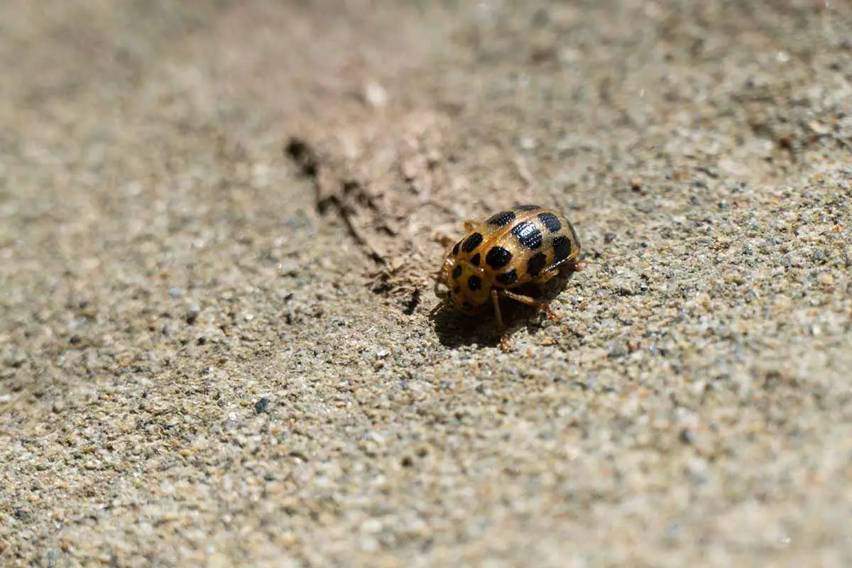 Una imagen horizontal de primer plano de un escarabajo de hoja de frijol en el suelo.
