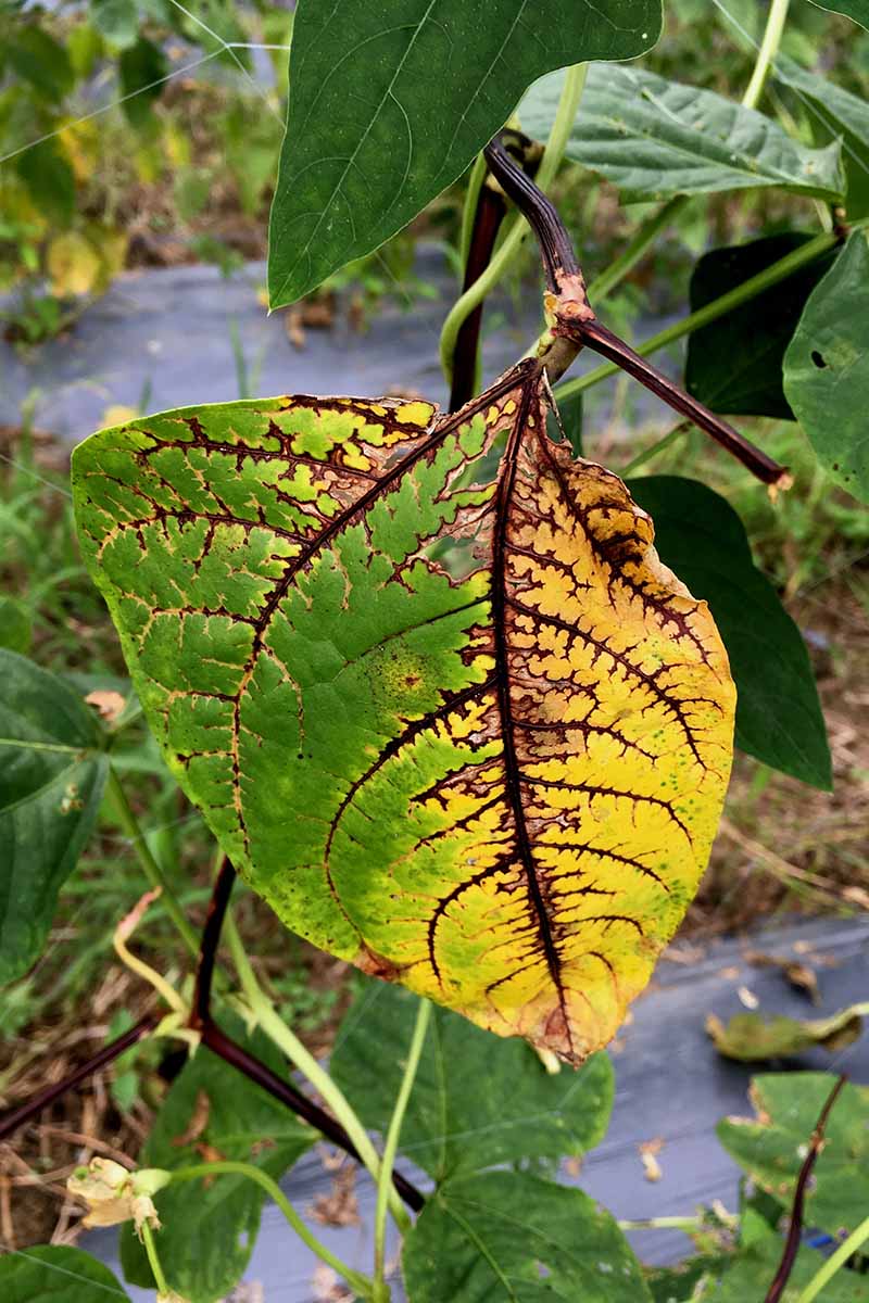 Una imagen vertical del follaje de una planta que padece una enfermedad llamada antracnosis.