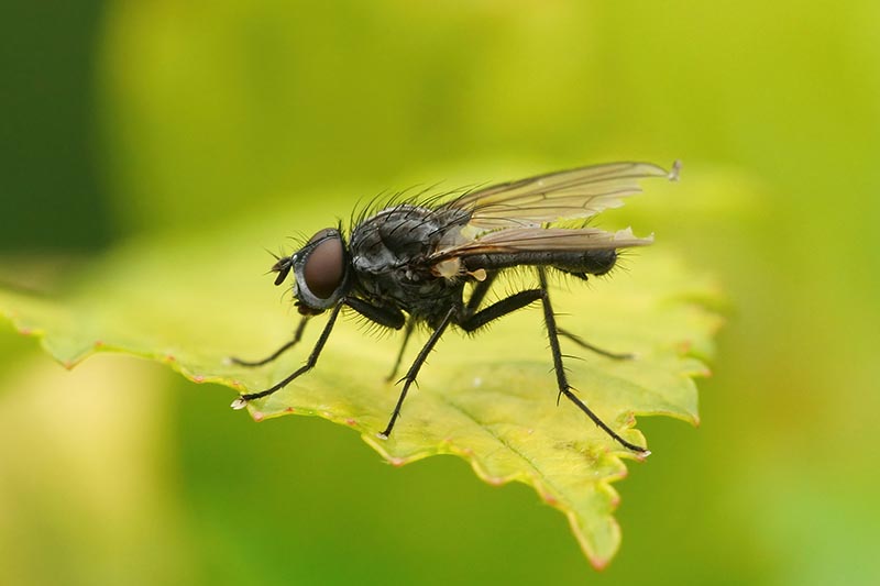 Una imagen horizontal de cerca de una mosca de semilla de frijol (Delia platura) en una hoja representada en un fondo de enfoque suave.
