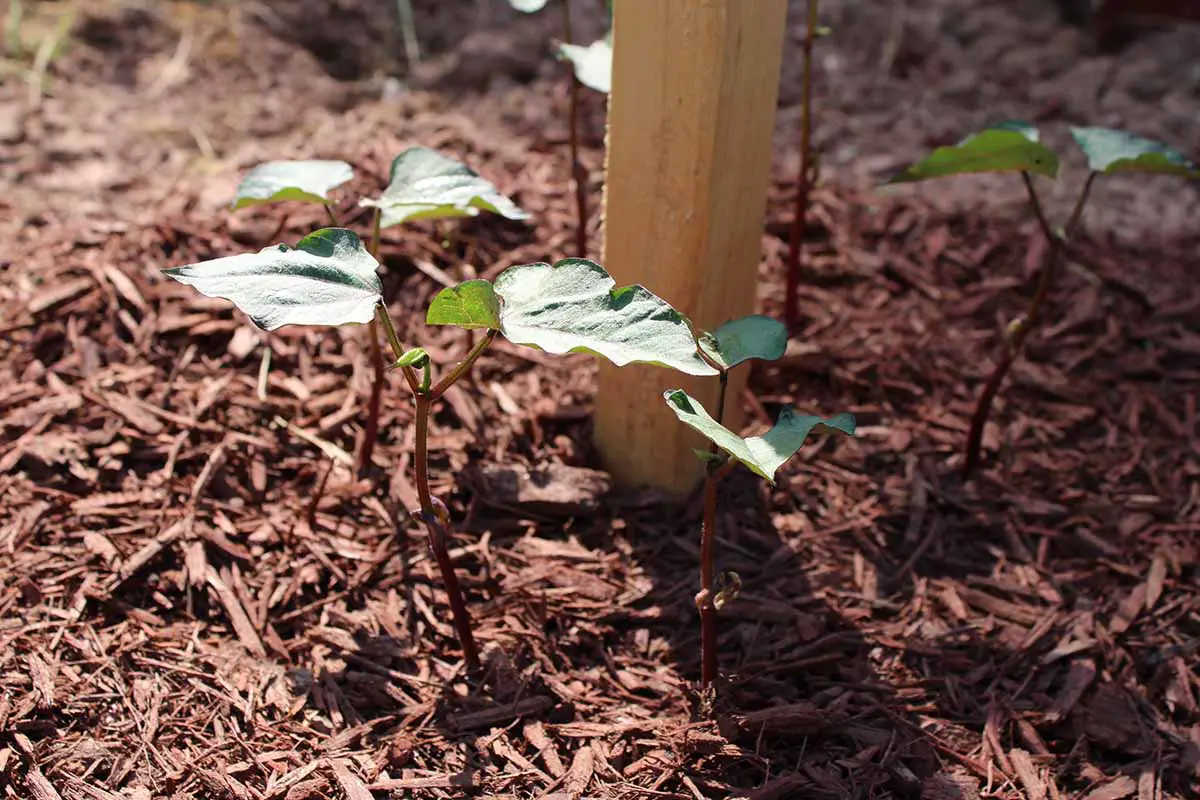 Una imagen horizontal de primer plano de plántulas que crecen en el jardín rodeadas de mantillo de corteza.