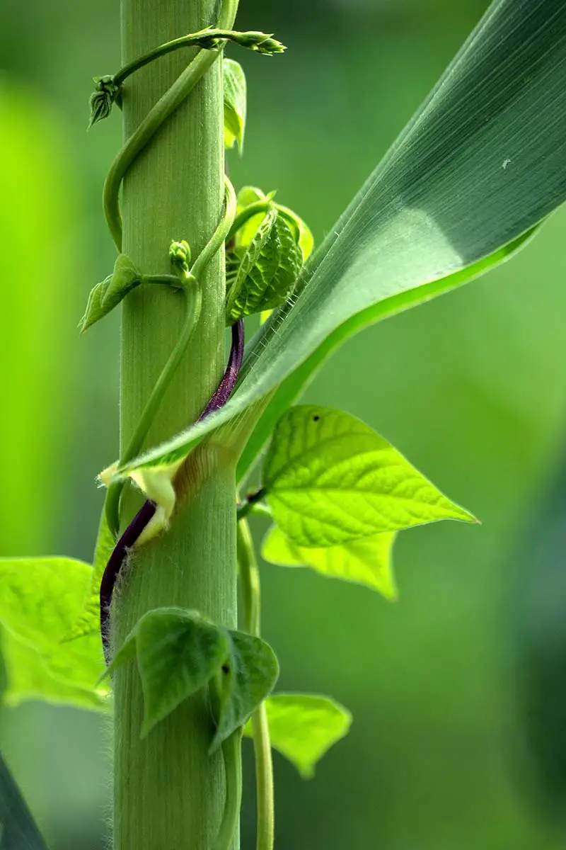 Una imagen vertical de cerca de un frijol de poste trepando por el tallo de una planta de maíz, representada a la luz del sol sobre un fondo de enfoque suave.