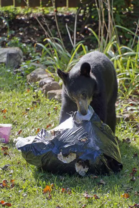 Una imagen vertical de un oso arrastrando una gran bolsa de basura negra por el césped en un vecindario suburbano.