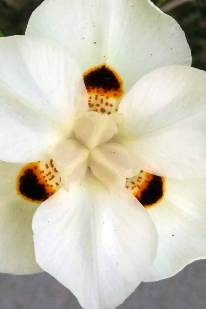 Obtenga información de expertos sobre cómo y cuándo reducir sus plantas de iris bicolor: 