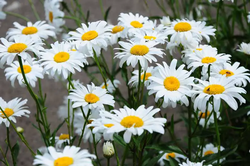 Una imagen horizontal de primer plano de las flores blancas de Leucanthemum x superbum 'Becky' que crecen en el jardín.