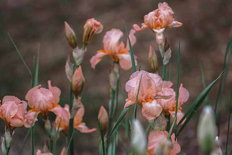 Una imagen horizontal de primer plano de flores de iris rosas que florecen en el jardín de primavera en un fondo de enfoque suave.