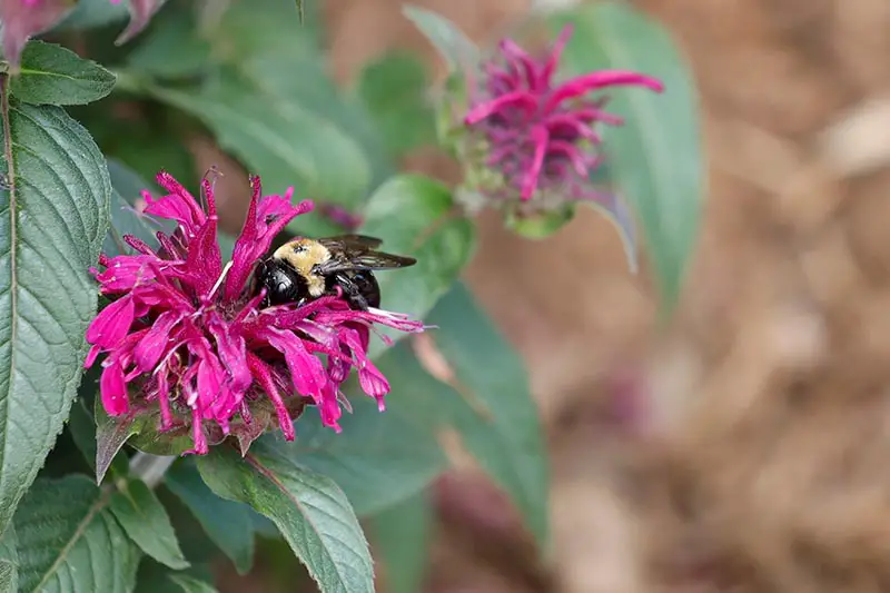 Una imagen horizontal de primer plano de flores rosadas con una abeja alimentándose en un fondo de enfoque suave.