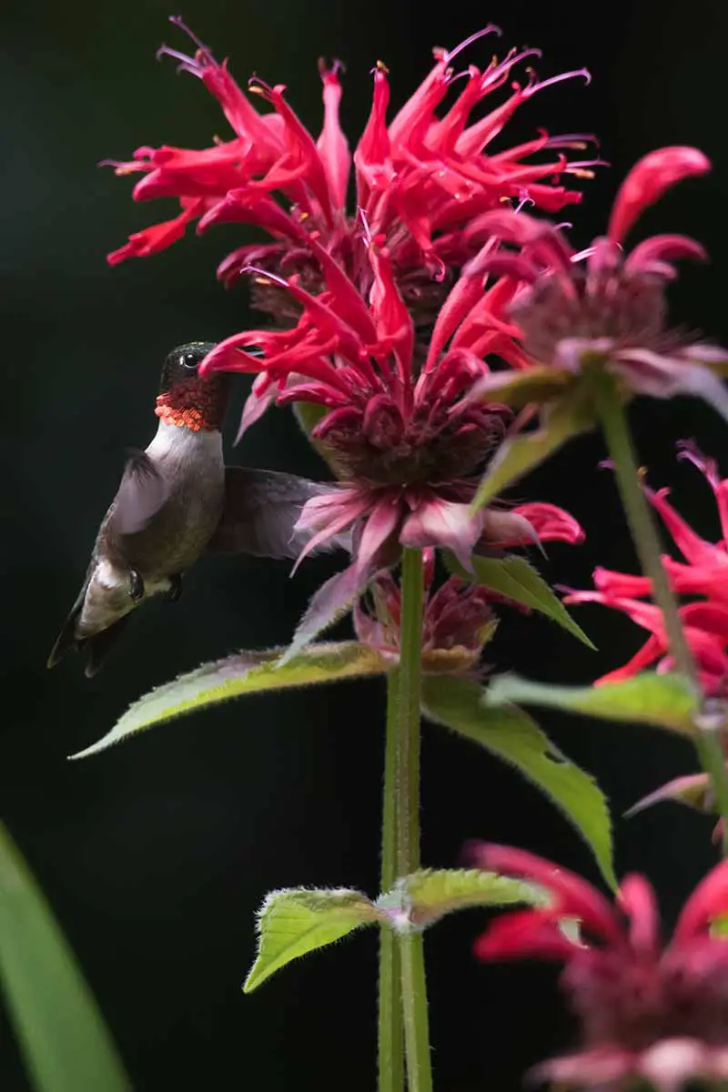 Un primer plano de una flor de bálsamo de abeja roja con un colibrí alimentándose del néctar.  El rojo vibrante contrasta con el follaje y el tallo verdes, el fondo es oscuro en un enfoque suave.